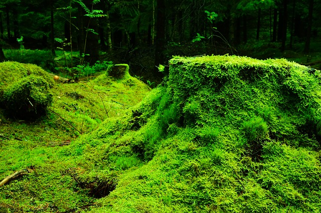 Moss Invasive Species